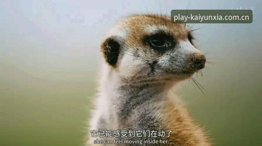 掌握加雷斯·索斯盖特转型幕后：BBC纪录片背后的跨界实用指南